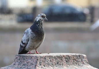 The speckled pigeon is sitting on the granite surface