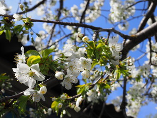 Spring blooming sakura cherry flowers branch in sunlight