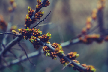 In the spring woods forest. Abstract natural background
