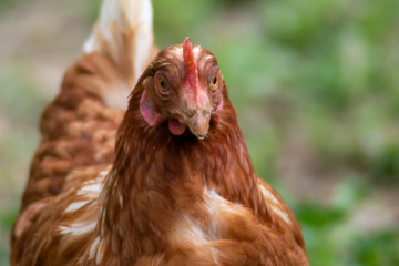 hen grazing freely in the field