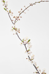 Blooming cherry branch with small flowers on a light grey background.