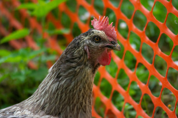 hen grazing freely in the field
