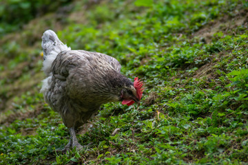 hen grazing freely in the field