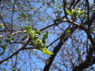 branches of apple trees with young leaves.