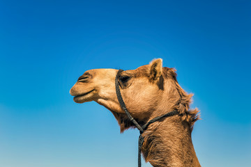 Camel Head Closeup Portrait in Desert.