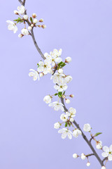 Spring branch of blooming cherry flowers on a light purple background.