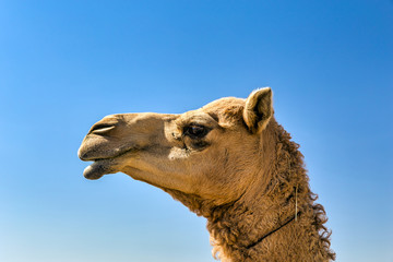 Camel Head Closeup Portrait in Desert.