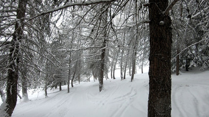 La forêt enneigée