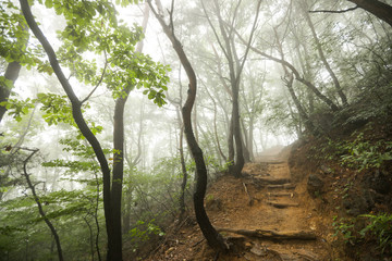 Misty morning on the forest road. Hoam Mountain, South Korea