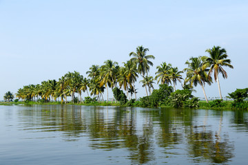 Plakat coconut trees on the shore of the river