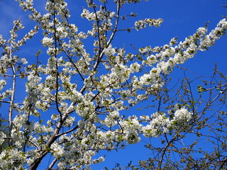 Spring blooming sakura cherry flowers branch in sunlight