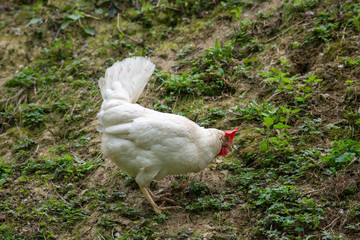 hen grazing freely in the field