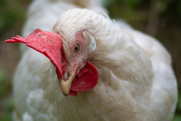 hen grazing freely in the field