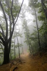 Misty morning on the forest road. Hoam Mountain, South Korea