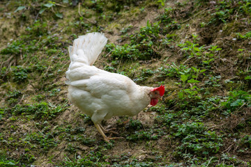 hen grazing freely in the field