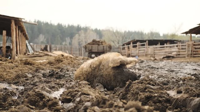 Funny lop-eared pig plays in the mud, picks the ground, dirty piglet.
