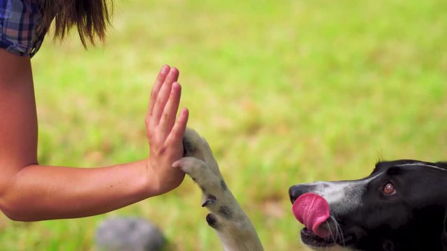 HI5 paws to a teenage owner from a loving dog. Girl training her pet outdoors in a park or backyard. Dog training concept. Prores 422