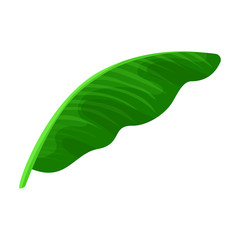 Leaf banana vector icon.Cartoon vector icon isolated on white background leaf banana.