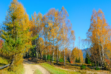 Beautiful colored trees in autumn landscape and sun.