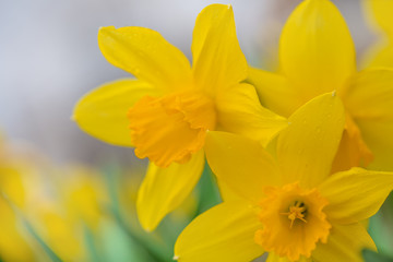 Yellow flower on a blurred background. Photo with shallow depth of field. The concept of spring mood. Close-up photo.