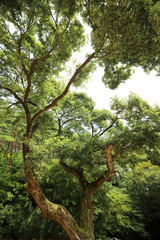 Big tree in the forest