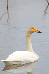 고니가 보이는 아름다운 겨울 풍경