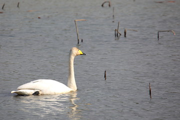 고니가 보이는 아름다운 겨울 풍경