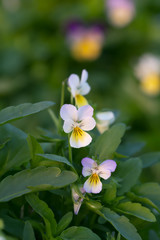 Fototapeta na wymiar Blooming heartsease, Viola tricolor, flowers