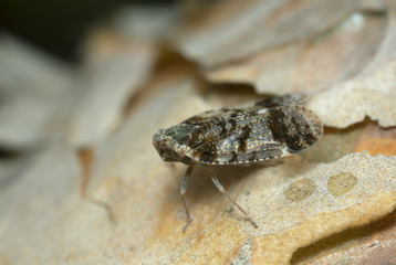 Planthopper, Cixius on pine wood, macro photo