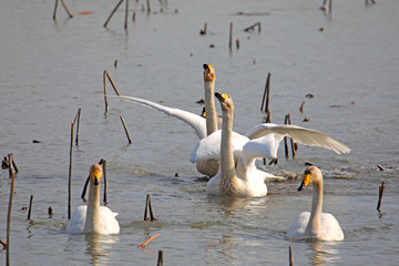 고니가 보이는 아름다운 겨울 풍경