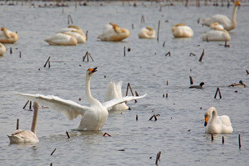 고니가 보이는 아름다운 겨울 풍경