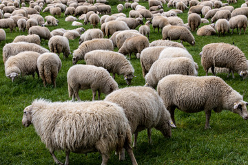 Many sheep in the field