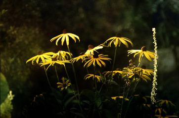 Delikatne żółte kwiaty w promieniach słońca na ciemnym tle - obrazy, fototapety, plakaty