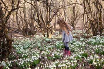 Little pretty girl in a clearing of snowdrops. A child walks in the spring forest.