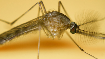 close up of a mosquito