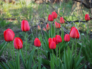 Red tulips in the garden on sunny spring day