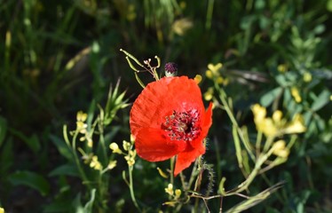 Flores coloridas abriendo la primavera
