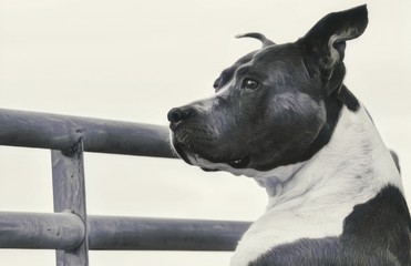 Perro pitbull observando la calle desde las alturas