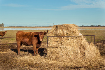 Vaca en el campo Argentino