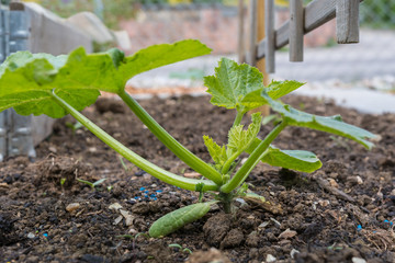 Anpflanzen von Gurken im Gemüsegarten