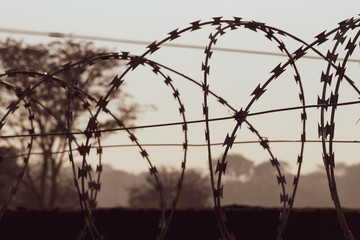 Razor wire fence