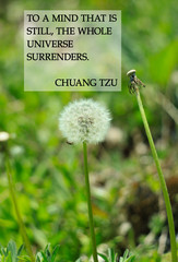 Zen quotes to feel peaceful text sign on dandelion flowers background. Card for believers....