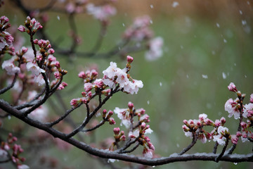 Snow cherry　Cherry Blossoms　In full bloom　flower