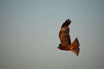 hawk in flight