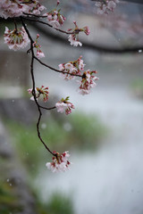 Snow cherry　Cherry Blossoms　In full bloom　flower