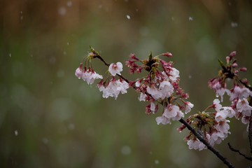 Snow cherry　Cherry Blossoms　In full bloom　flower