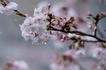 Snow cherry　Cherry Blossoms　In full bloom　flower