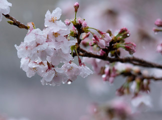 Snow cherry　Cherry Blossoms　In full bloom　flower
