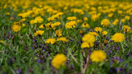 The blossoming spring dandelions. Dandelions close up.
