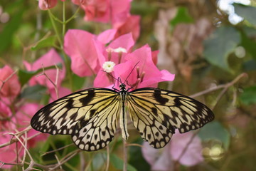 Fototapeta na wymiar butterfly on pink flower